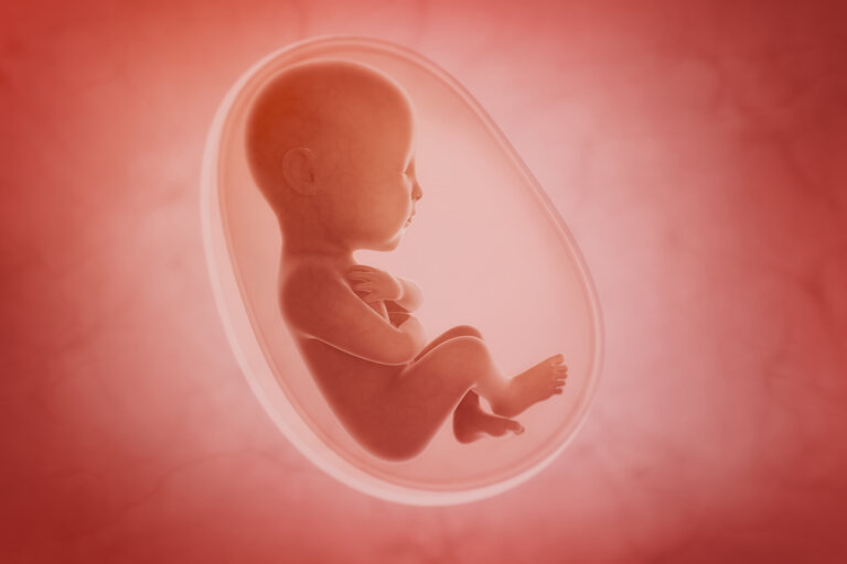 ¿Qué sentidos se desarrollan antes en el ser humano?