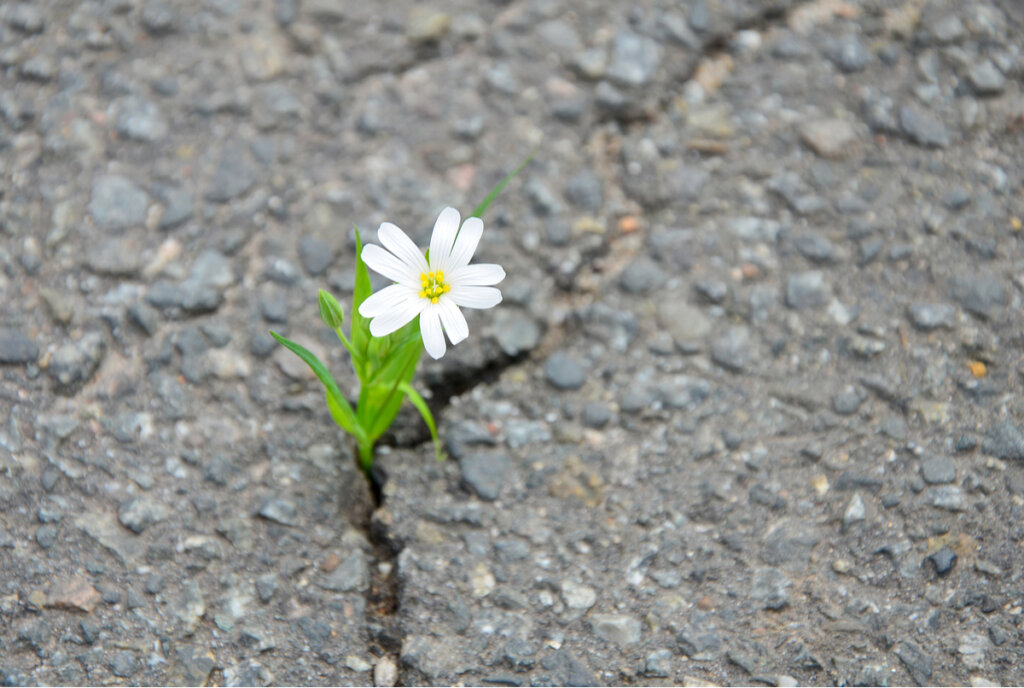 Flor en la carretera