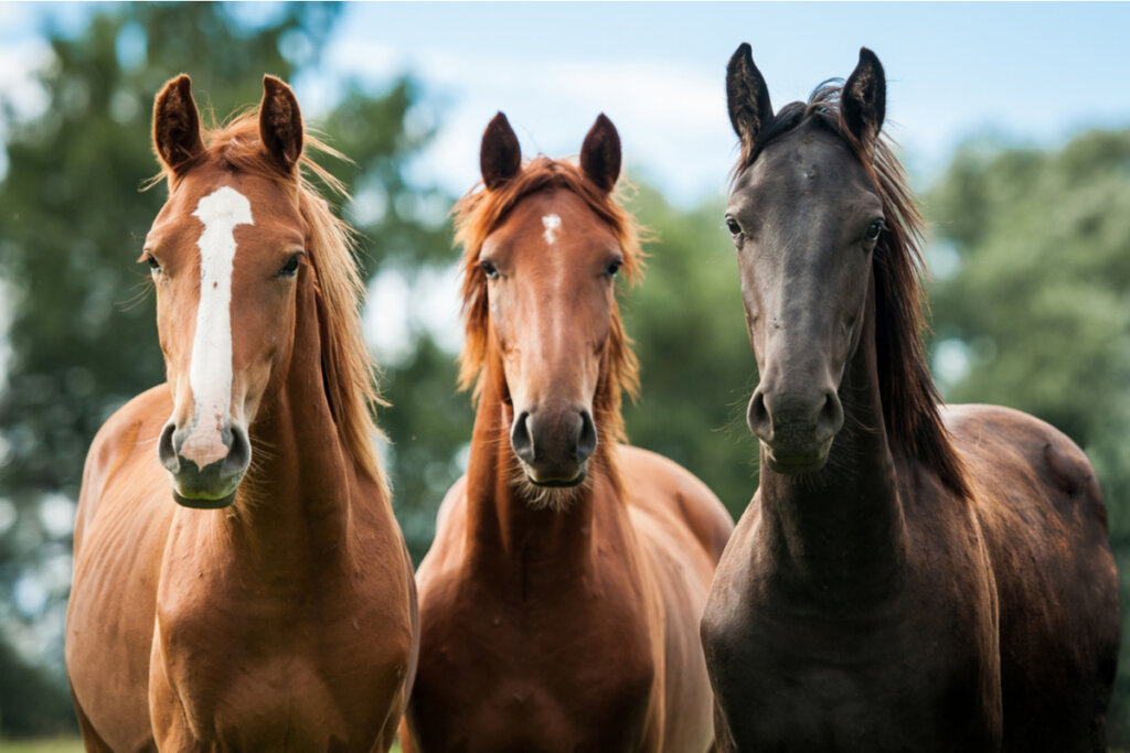 Tres caballos