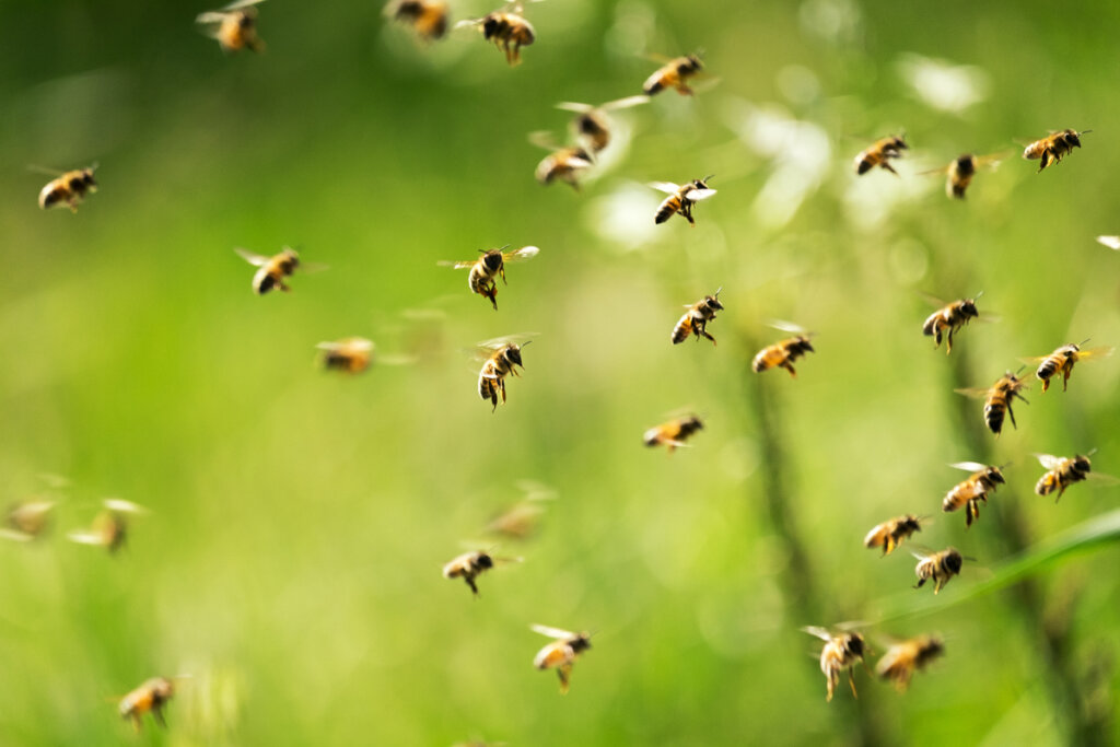 Abejas volando