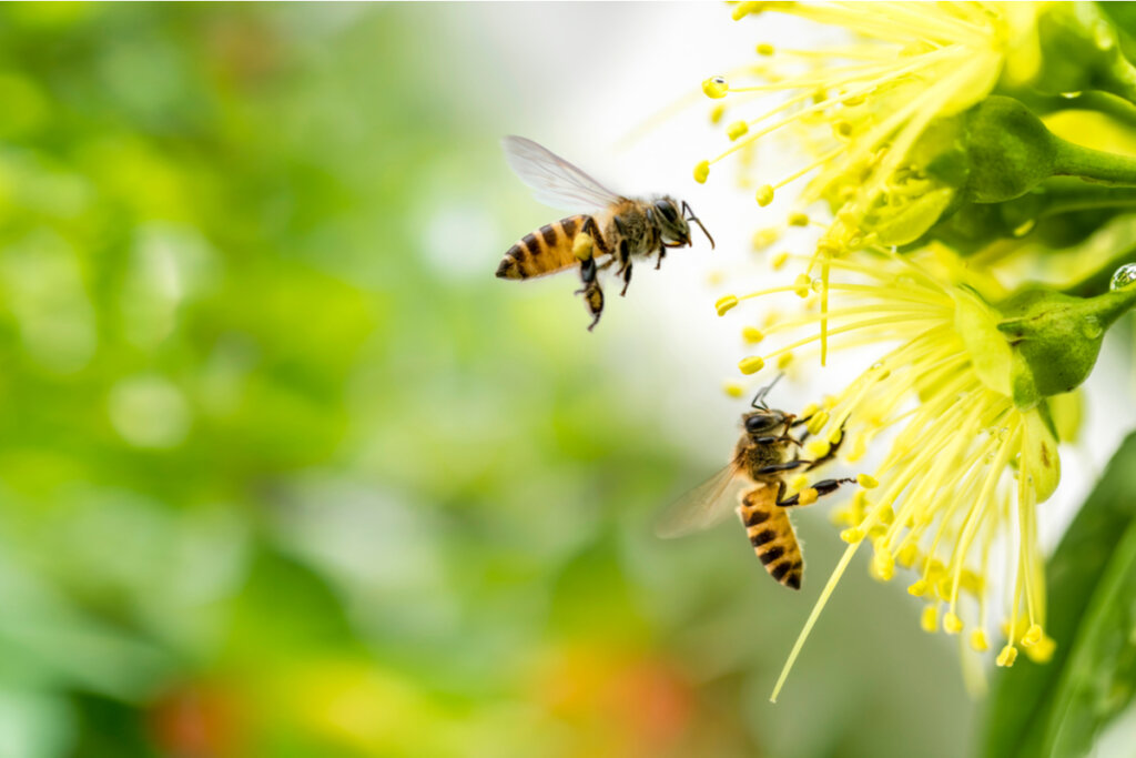 Bees flying over a flower