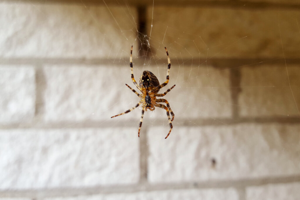 Araña