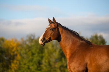 Clever Hans, el caballo que hacía operaciones matemáticas
