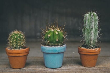 Celos entre amigos ¿por qué ocurren?