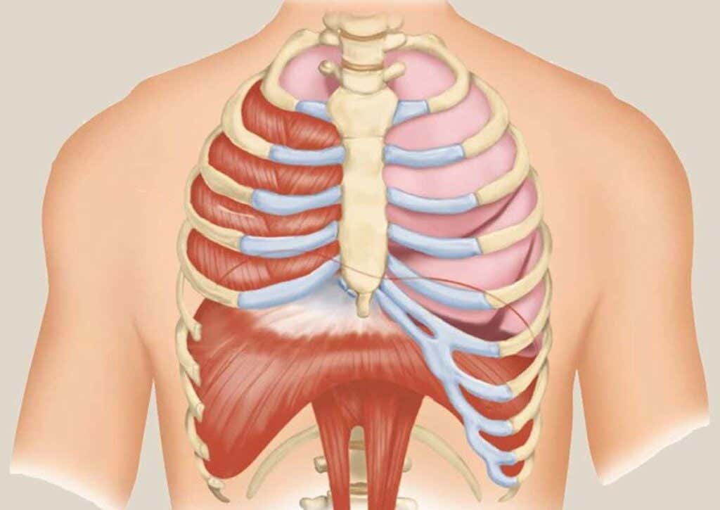 La respiración diafragmática en el área del abdomen