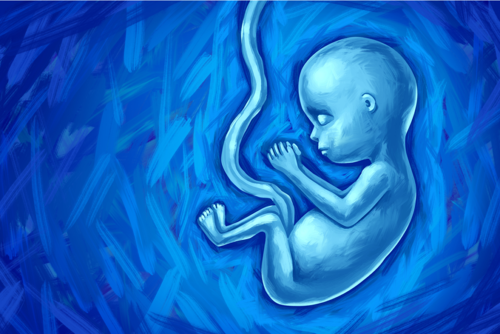 Fetus in its mother's womb