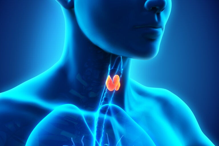 Psiconeuroinmunología y hormonas tiroideas: ¿cómo se relacionan?