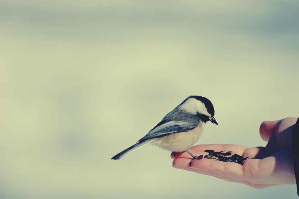 Mano sujetando pájaro simbolizando el ¿Por qué sentimos lástima?
