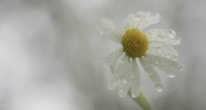 La adversidad no siempre nos hace más resilientes