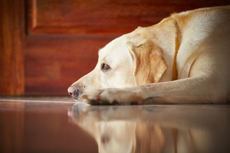 Duelo animal: ¿cómo sufre el perro la ausencia del amo?