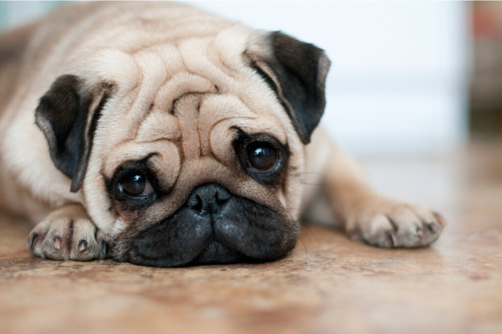 Perro triste