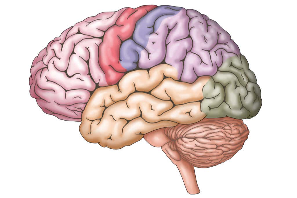 Anatomia cerebrale.