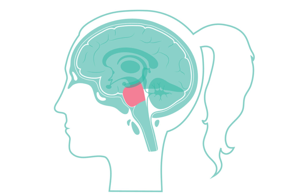 Cabeza de la mujer con el puente de Varolio coloreado