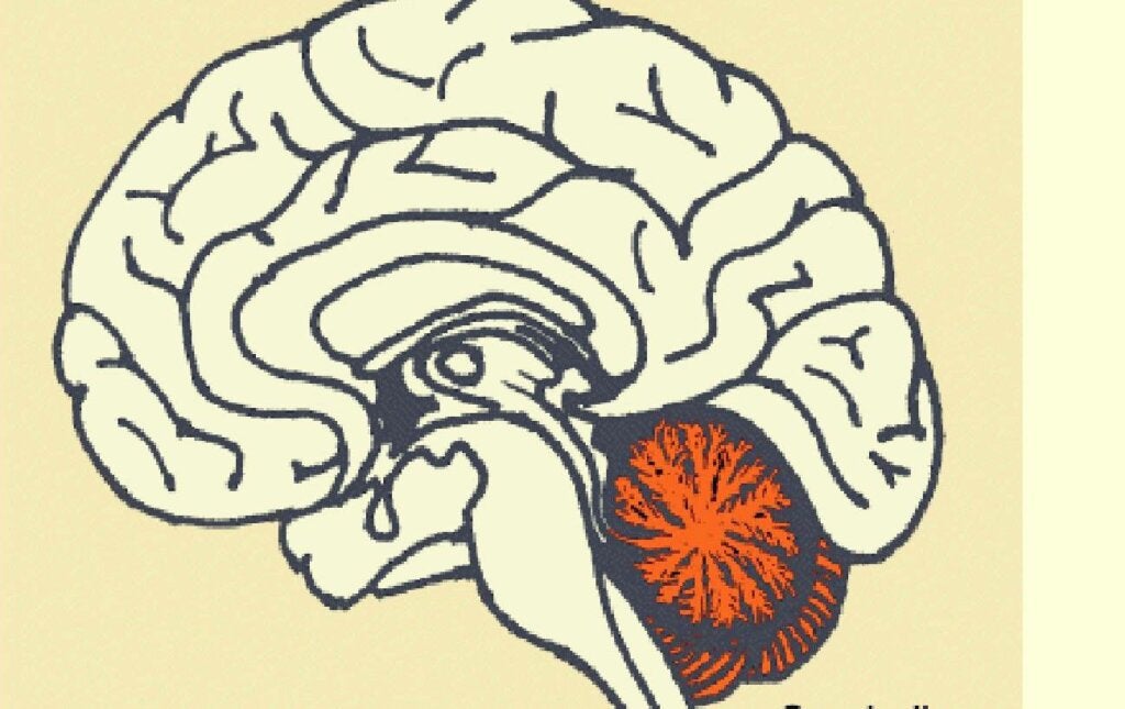 Imagen para representar la relación entre Cerebelo y pensamiento divergente