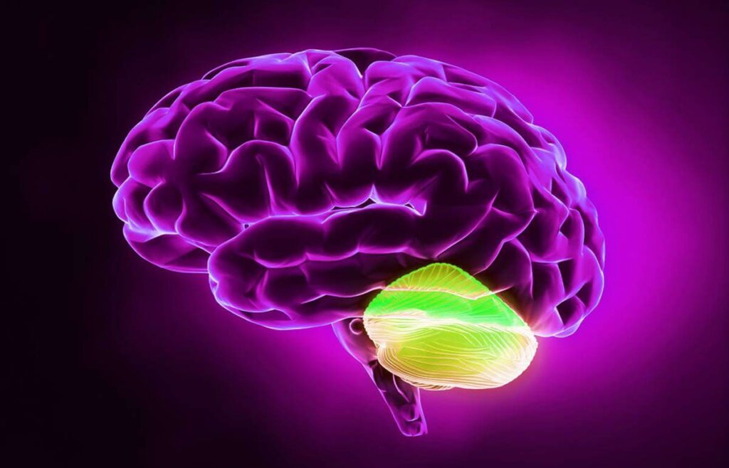 Cerebelo en color amarillo