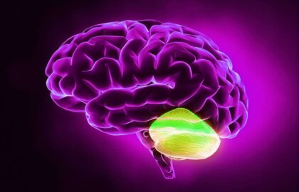 Cerebelo y pensamiento divergente: una relación asombrosa