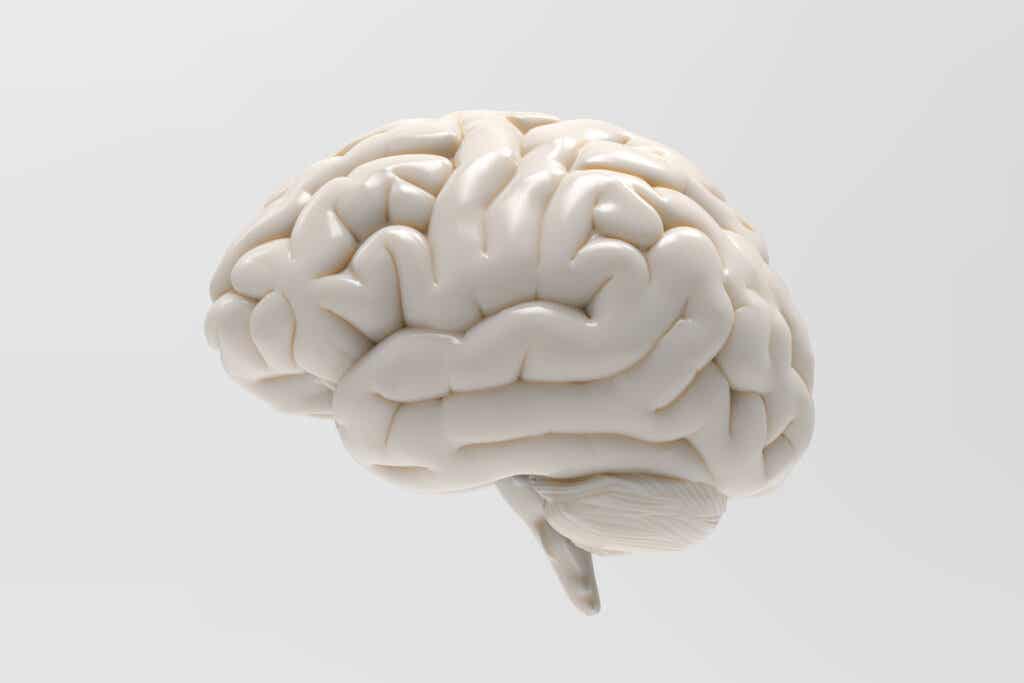 Cerebro blanco