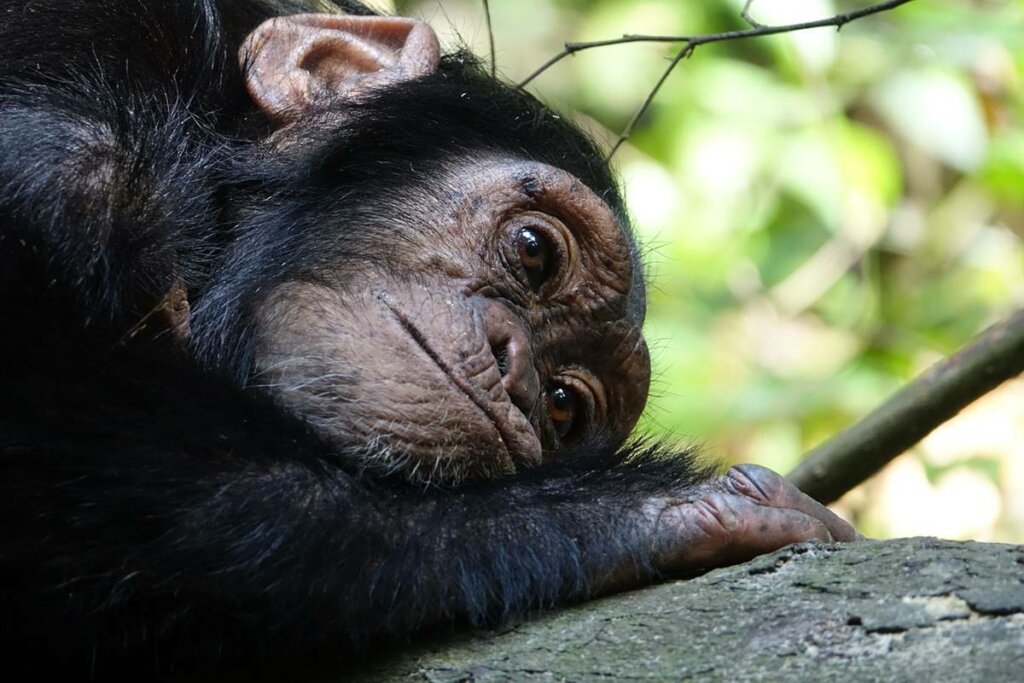 ¿Pueden los animales padecer enfermedades mentales?