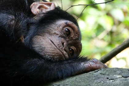 ¿Pueden los animales padecer enfermedades mentales?