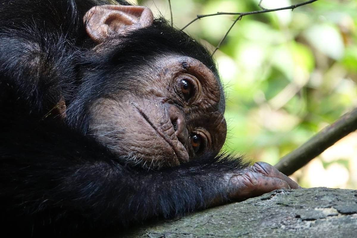 ¿Pueden los animales padecer enfermedades mentales?