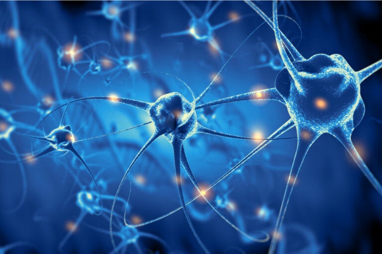 El cerebro crea nuevas neuronas hasta los 90 años, según un estudio