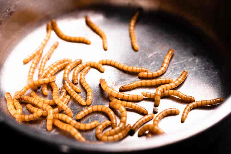 Vermifobia, el miedo a los gusanos