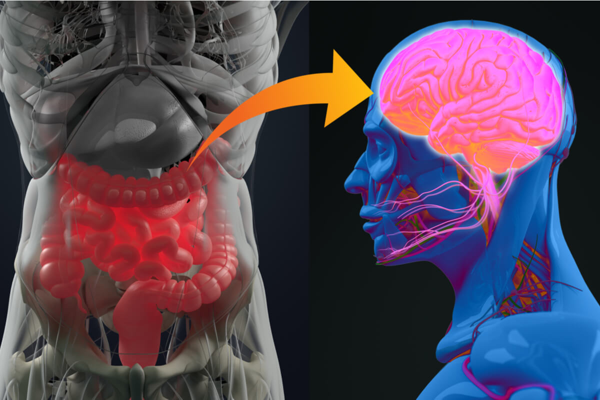 Microbiota intestinal y alzhéimer, ¿cómo se relacionan?