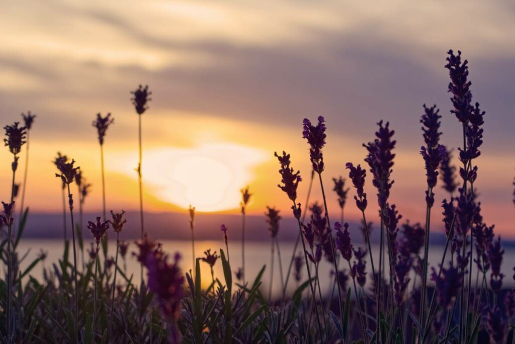 Campo de lavanda simbolizando la importancia de reducir el miedo a la muerte