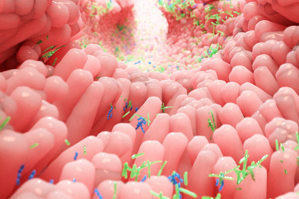 imagen representando cómo el microbioma intestinal mejora la calidad del sueño