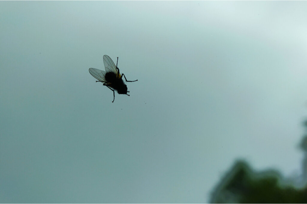 Mosca sobre un cristal