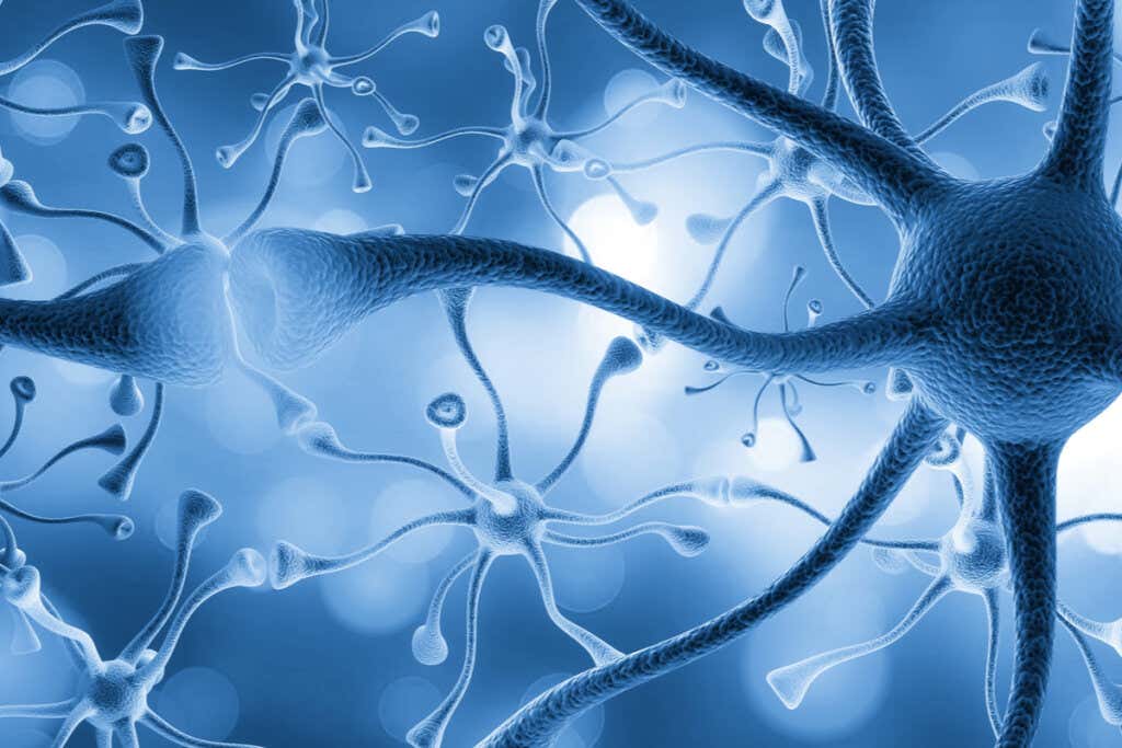 Neuronas conectadas