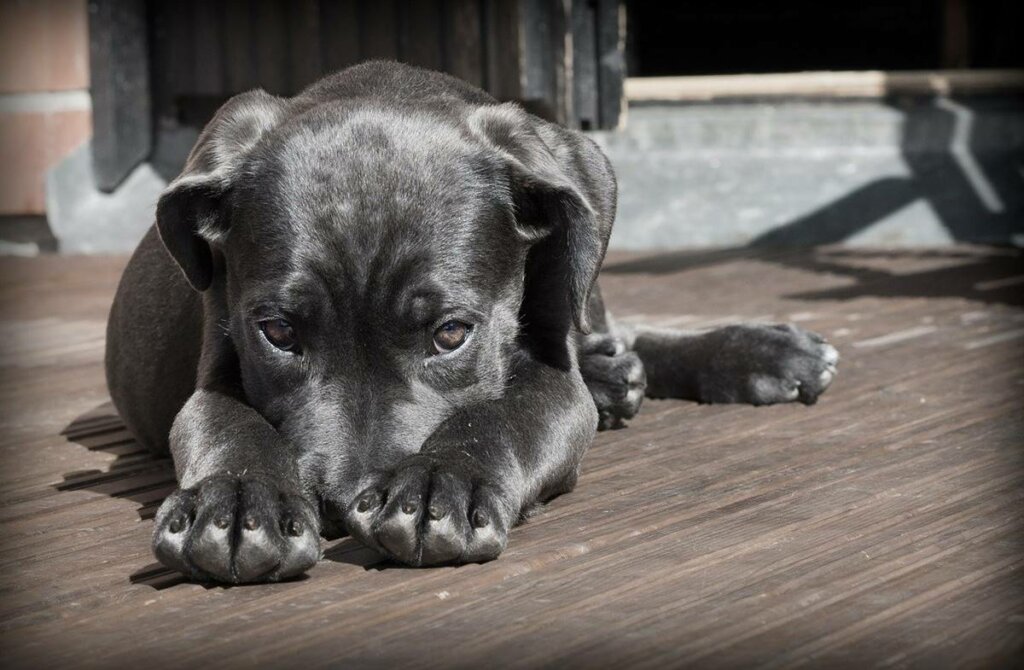 Perro representando la cuestión de si pueden los animales padecer enfermedades mentales