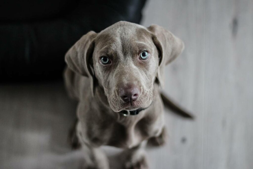 Ansiedad por separación en perros: ¿por qué ocurre y qué podemos hacer?
