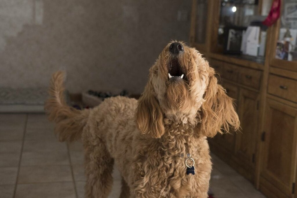 mascota ladrando para representar la ansiedad por separación en perros