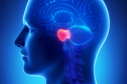 Puente de Varolio: anatomía, características y funciones