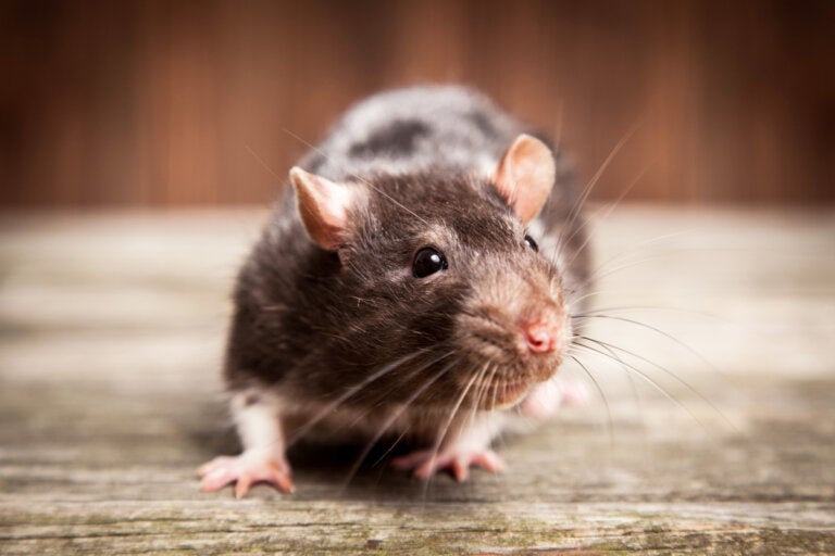 Miedo a los ratones o musofobia: síntomas y tratamientos