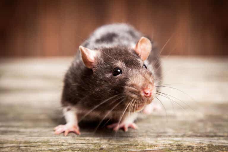 Miedo a los ratones o musofobia: síntomas y tratamientos
