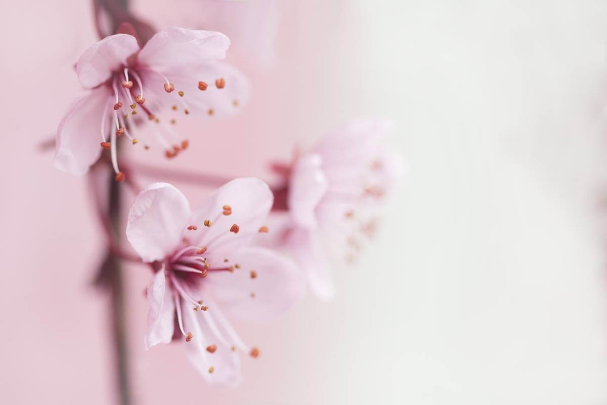 Flores de almendro para simbolizar cómo manejar el estrés en tiempos de crisis