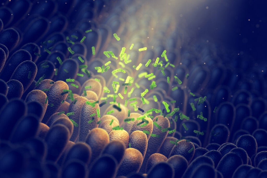 Bacterias intestinales representando cómo el microbioma intestinal mejora la calidad del sueño