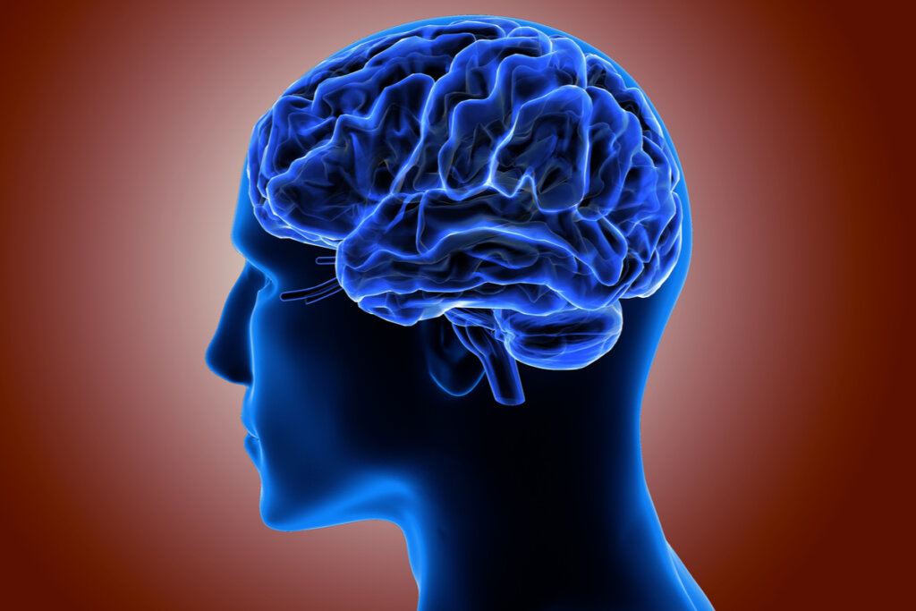 Corteza cerebral en 3D