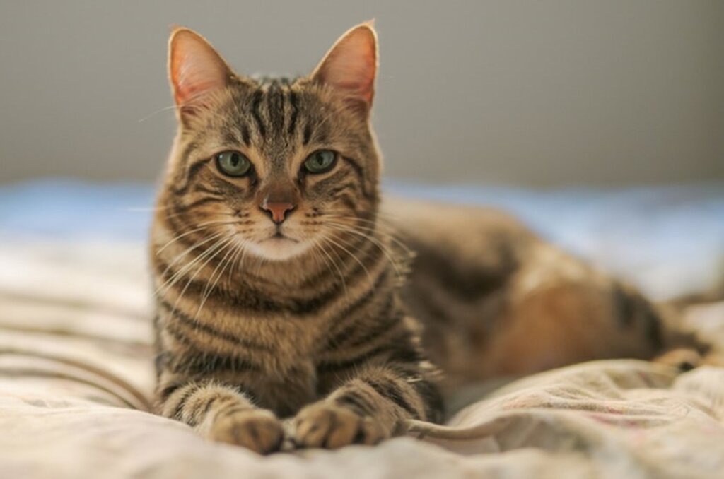 Imagen simbolizando el miedo a los gatos