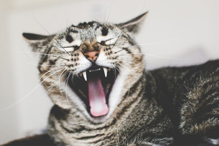 Miedo a los gatos (ailurofobia): posibles causas y cómo tratarlo