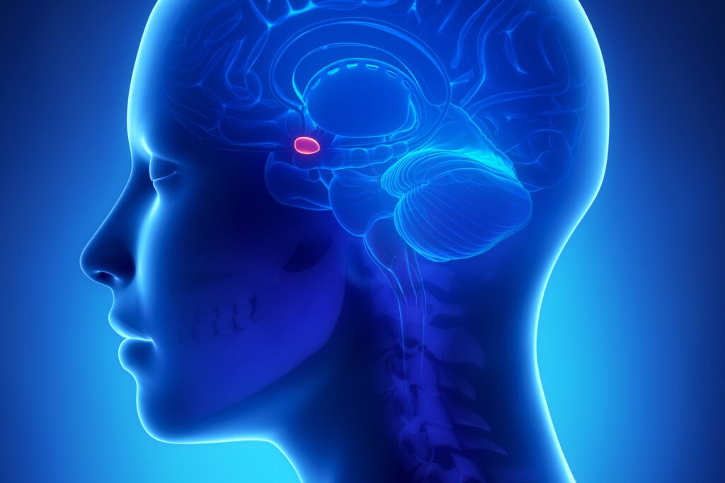 Amígdala iluminada para representar la causa del Trastorno de ansiedad generalizada