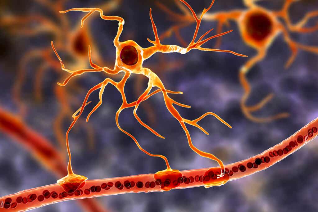 Células gliales representando cómo revertir el envejecimiento cerebral