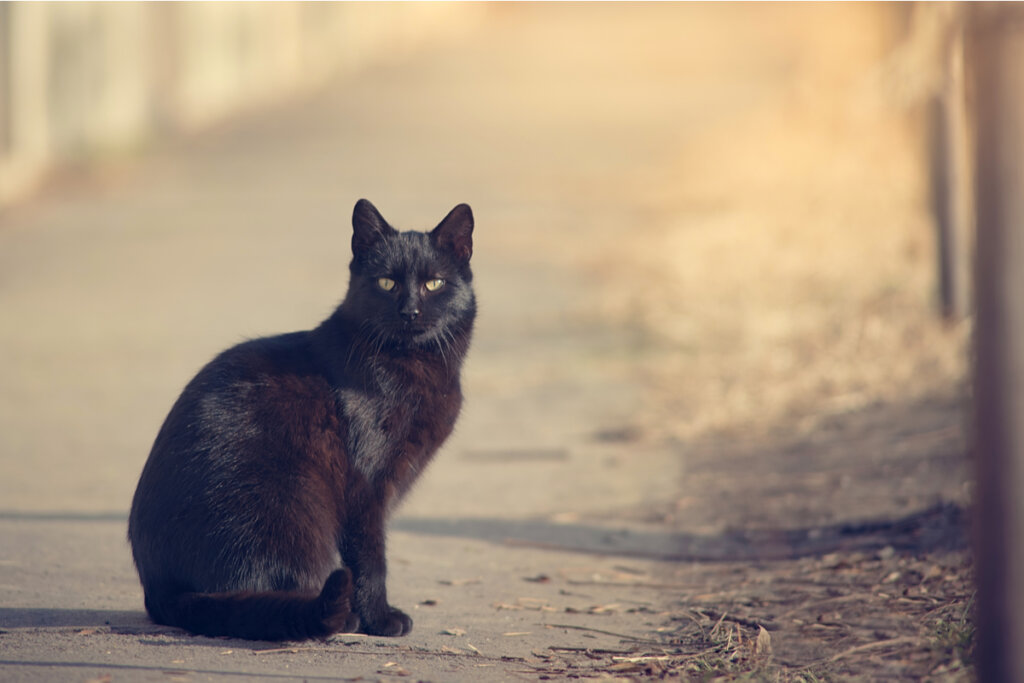 Gato negro en una carretera representando el principio de curiosidad