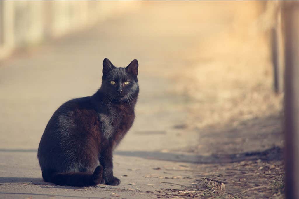 Gato negro en una carretera