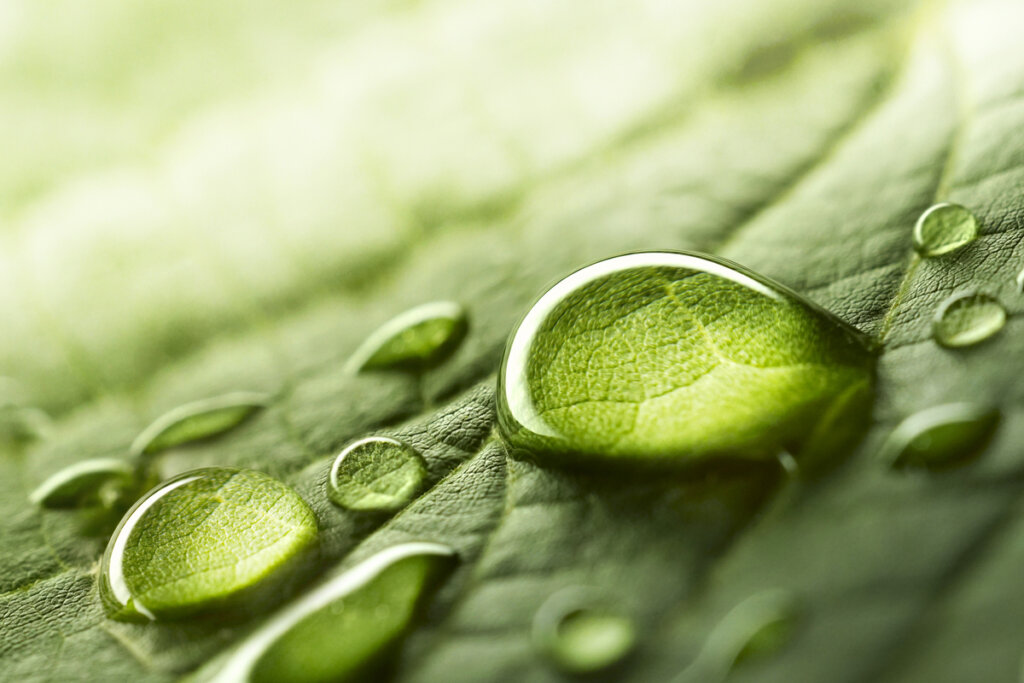 Gotas de agua sobre hojas