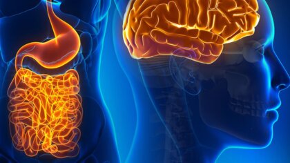 Neuronas del intestino: funciones y cómo se relacionan con el cerebro