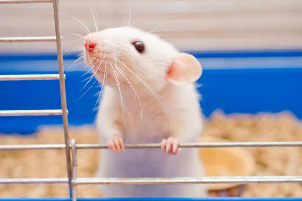 Rata en un laboratorio