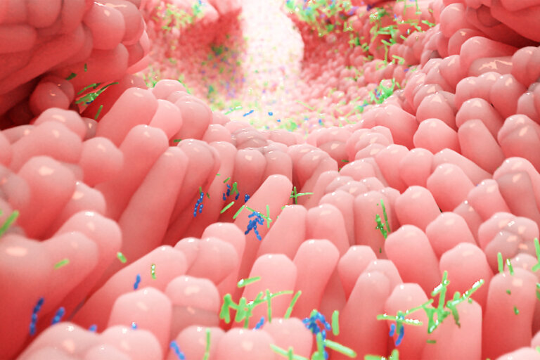 Microbiota, estrés y ansiedad: ¿qué tienen en común?